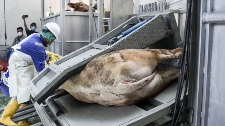 Indonesia Boosts Metal SME Access to the Slaughterhouse Market