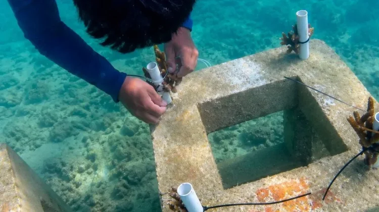 Seribu Islands Plants 10,684 Coral Seedlings to Restore Jakarta Seas