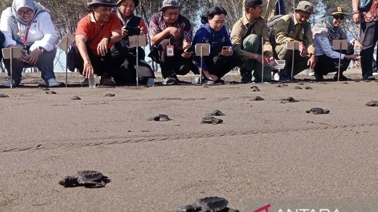 Nagaraja Turtle Conservation Saves 2,500 Turtle Hatchlings in Cilacap