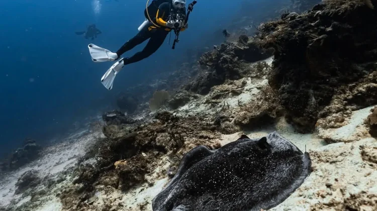 Maratua Diving Targets Malaysian and Singaporean Tourists