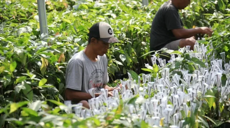 Govt Provides Seedlings for Lampung's Coffee, Cocoa Lands