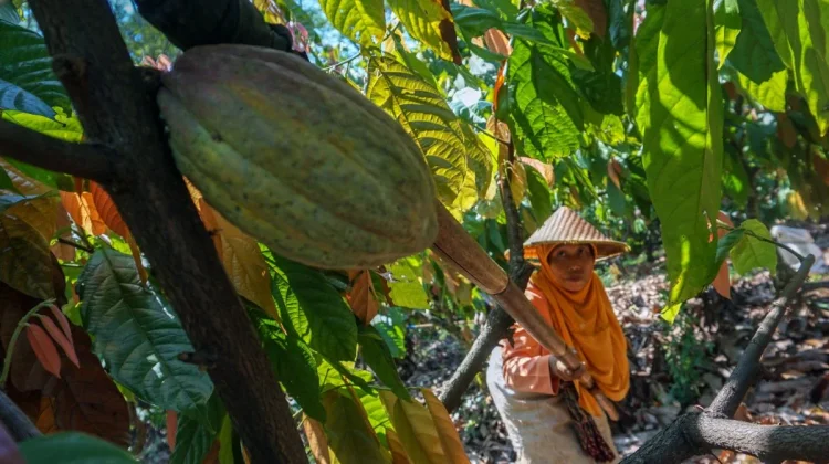 Govt Pushes Agroforestry Adoption to Boost Cocoa Productivity