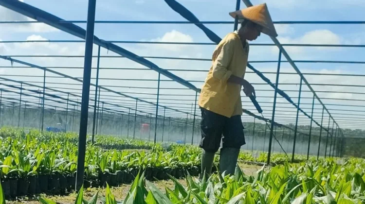 Promoting Safety, Equity for Women in Palm Oil Sector