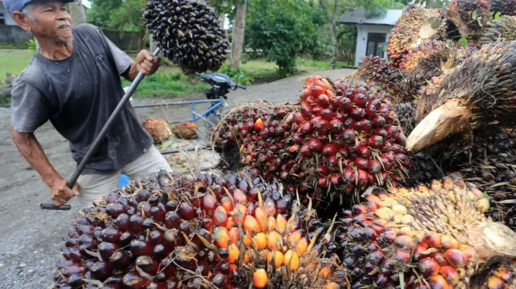 WWF Sees Domestic Palm Oil Market Driving Sustainability Push