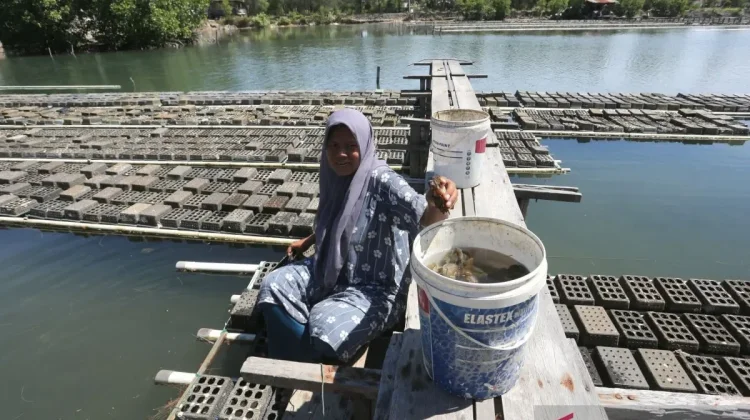 Banda Aceh Soft-Shell Crab Aquaculture Expands Asian Exports