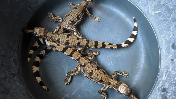 Mempawah Hulu, New Habitat for Sinyulong Crocodile in West Kalimantan