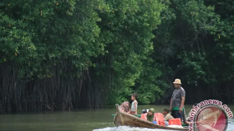 World Bank Funds 6,486-Hectare Mangrove Restoration in East Kalimantan