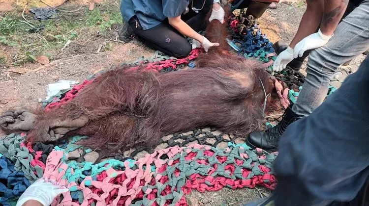 Forestry Ministry Rescues Weak Orangutan from Fire-Affected Area in Ketapang