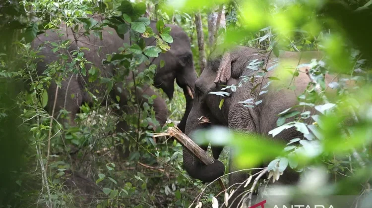 Aceh BKSDA Deploys Team to Mitigate Elephant-Human Conflict in Central Aceh