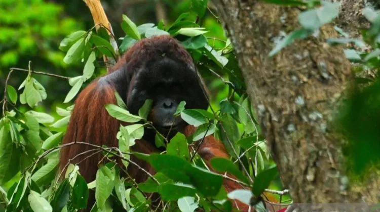 Wildfires Threaten Rare Orangutans in West Kalimantan