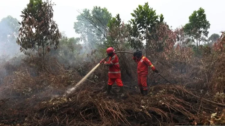 BRIN Develops Tech to Monitor Groundwater and Cut Peatland Fires