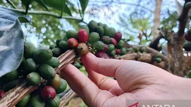 Liberica Coffee Introduced to Protect West Kalimantan Peatland