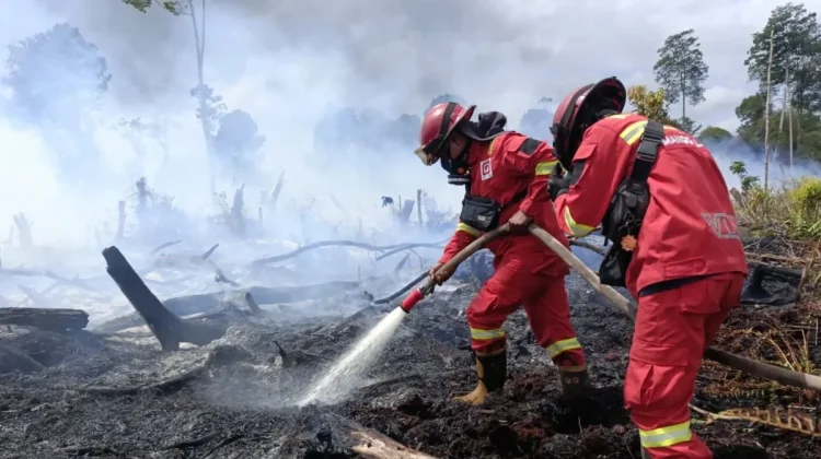 Minister Notes Public Help in Curbing Forest and Land Fires