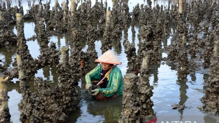 Chinese Investor MATA Ecology Targets Banyuwangi for Sustainable Oyster Farming