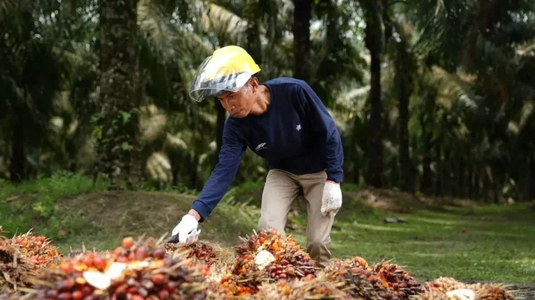 PalmCo Shifts from Domestic to Global Palm Oil Market