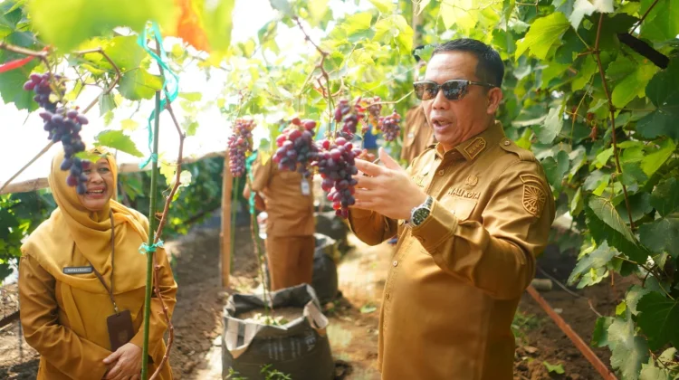 Probolinggo Revives Grape City Identity via Agrotourism Push