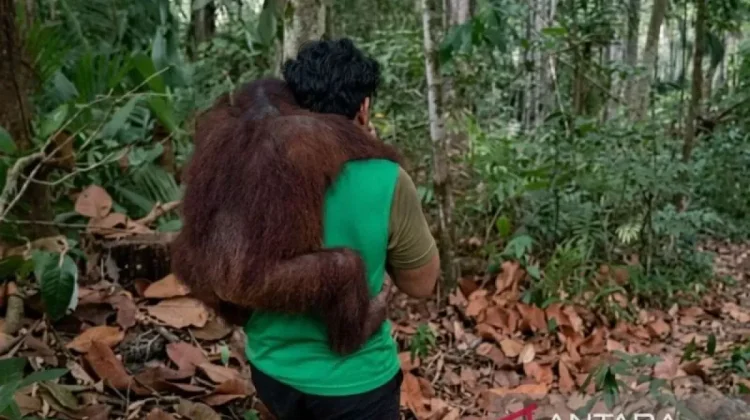Eleven Orangutans Evacuated from Samboja Forest Fire Threat