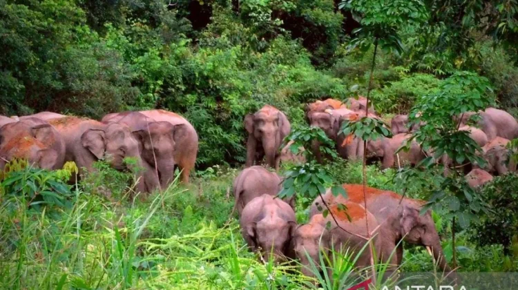GPS Collars Keep 120 Sumatran Elephants Safe from Jambi Fires