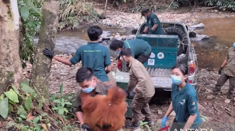 Five Rehabilitated Sumatran Orangutans Prepared for Release in Bukit Tigapuluh