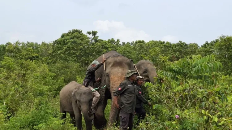 Way Kambas Park Uses Beehive Fences to Prevent Elephant–Human Conflict