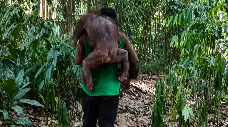 Team Monitors 11 Evacuated Orangutans in East Kalimantan for Stress Risk