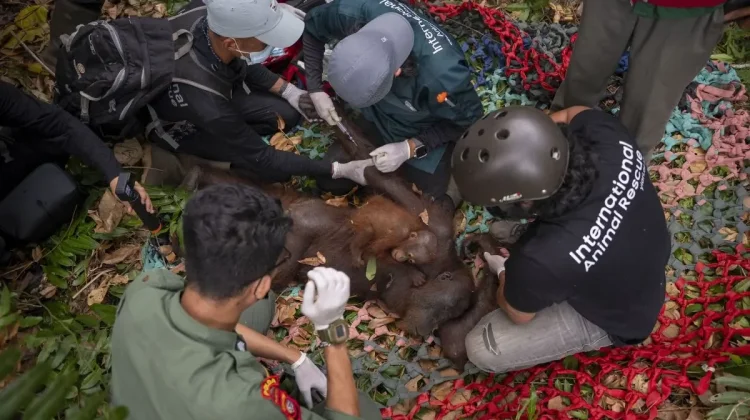 Wildfire Threats Push Orangutan Rescue Efforts in West Kalimantan