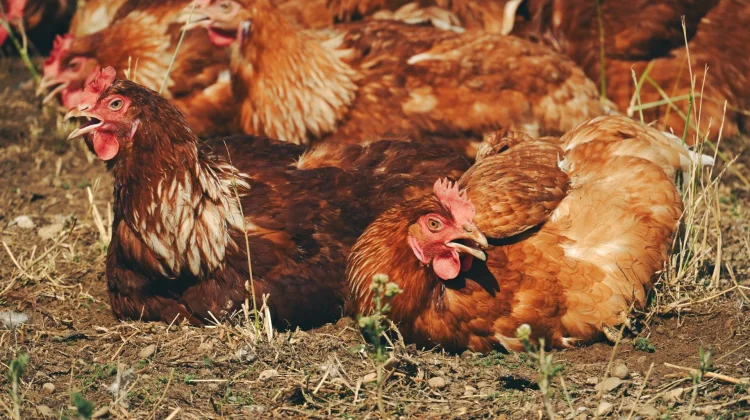 Indonesia Links Cage‑Free Egg Farming to Public Health and Food Safety