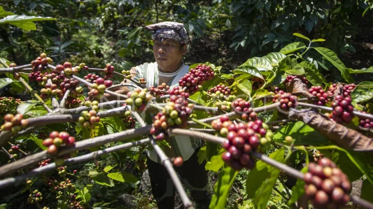 Kuningan Coffee Goes Global at World of Coffee Event in Bangkok
