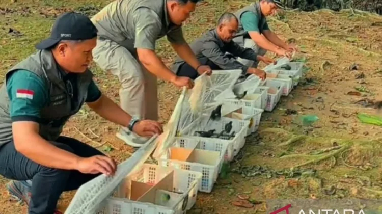 BKSDA Jambi and Flight Thwart Smuggling of 198 Birds