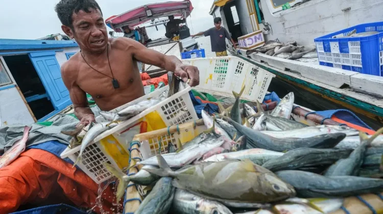 Fish Processing Industry Boosts Jobs in Southeast Sulawesi