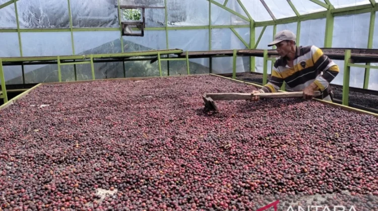 Bengkulu Robusta Coffee Enters Italy in Historic Direct Export