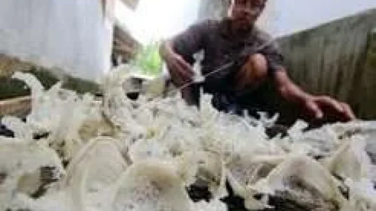 North Kalimantan’s Swiftlet Nests Eyes Global Markets with Regional Partnership