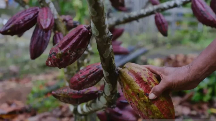 UK and Papua Launch Sustainable Cocoa Roadmap to Go Global