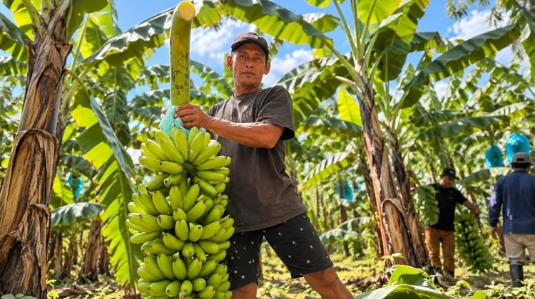 Lumajang Eyes Singapore Market for Mas Kirana Bananas