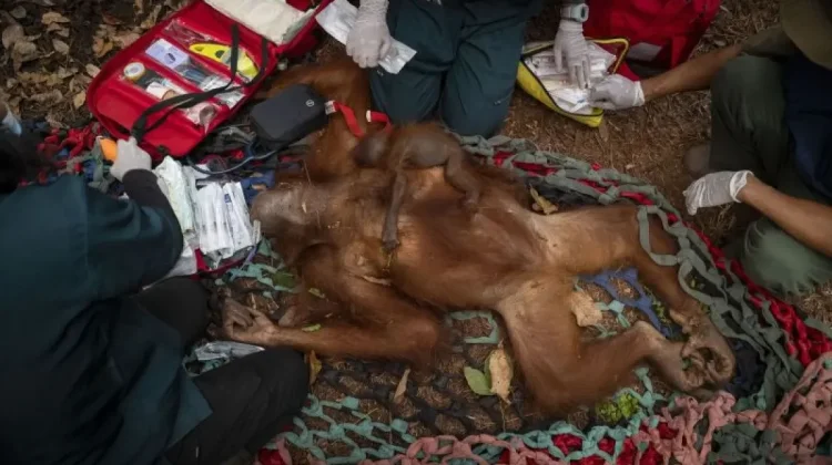 Six Orangutans Rescued from Fire-Hit Forests in West Kalimantan