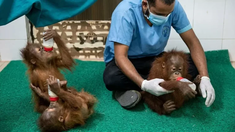Indonesia Seeks Repatriation of Baby Orangutans Found in India
