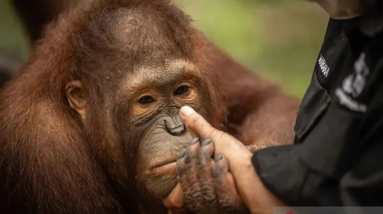 Activists Urge Stronger Forest Protections Amid Kalimantan Wildfires