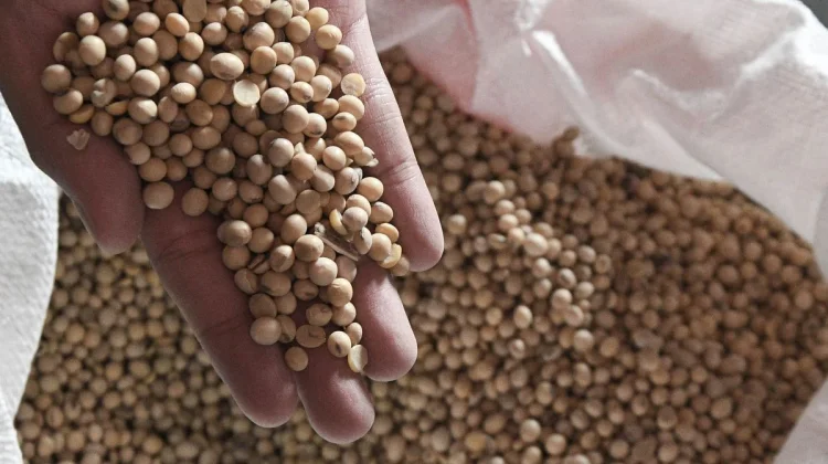 PTPN Group, KUAB Partner to Develop Indonesia’s Soybean Sector