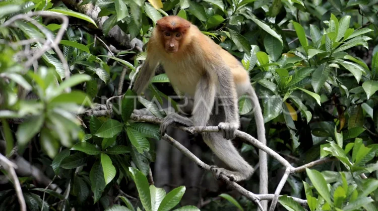 Wildfires Kill 12 Proboscis Monkeys in South Kalimantan
