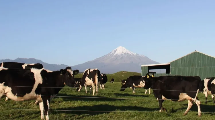 Yogyakarta Explores Importing Superior Bull Semen from New Zealand