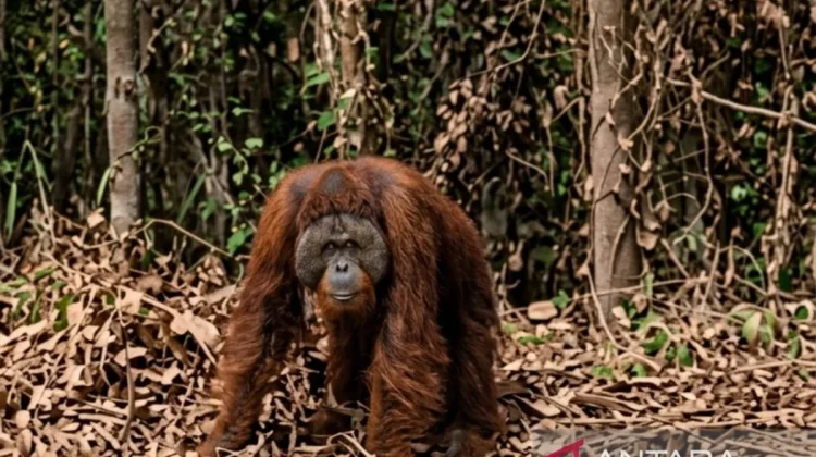 East Kalimantan BKSDA Requests Water Tanks in Orangutan Corridors