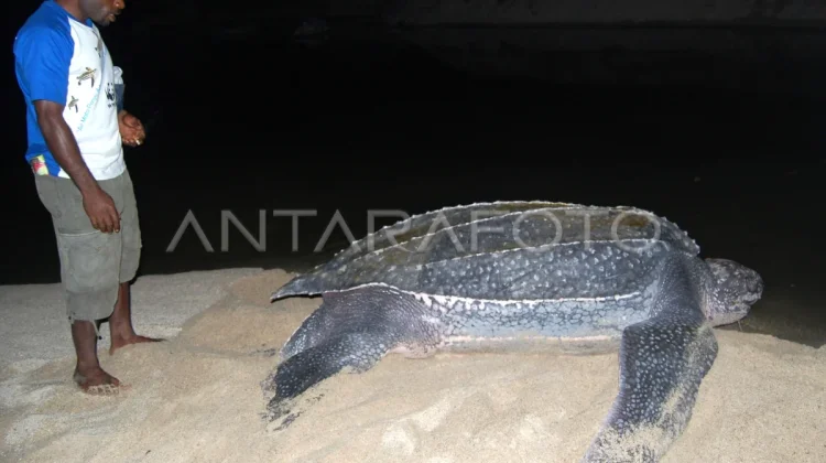 Foreign National Arrested for Killing Protected Leatherback Turtle in Raja Ampat