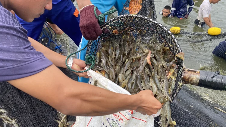 Ecuador Shrimp Imports Pressure Indonesia’s Domestic Market