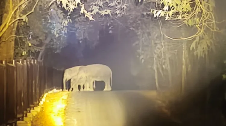 AI Surveillance System Safeguards Elephants in Way Kambas National Park