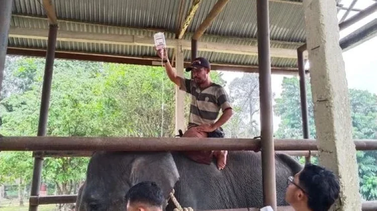 Trained Elephant Diego Dies at 17 in Riau Conservation Center