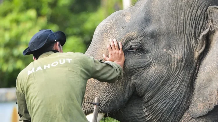 UGM Expert Raises Welfare Concerns Over Chained Sumatran Elephant