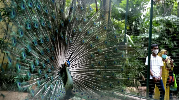 BKSDA Rescues Endangered Green Peafowl in Denpasar
