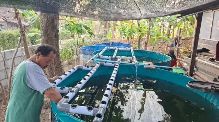 UGM’s Circular Farming Innovation Introduces Aquaponic RAS in Kulon Progo