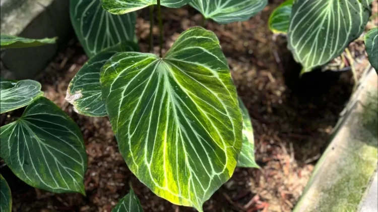 Floriculture Exports Underscore Indonesia’s Biodiversity Potential