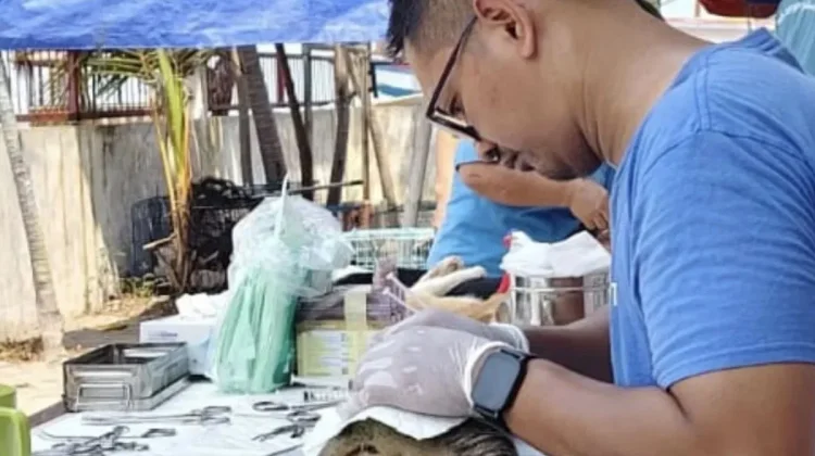 Thousand Islands Vaccinates and Sterilizes 111 Cats